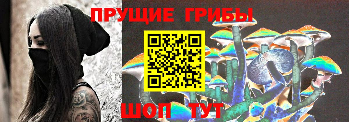 Дивногорск  Псилоцибиновые грибы Cubensis  Вход с VPN 